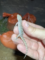 Hemidactylus parvimaculatus