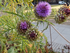 Cynara cardunculus