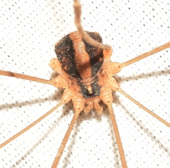 Cosmobunus granarius