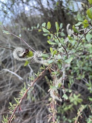 Cercocarpus minutiflorus