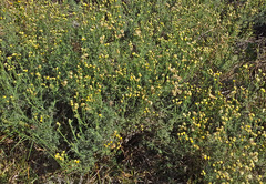 Nidorella pinnatifida