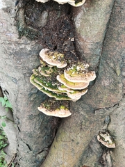 Trametes