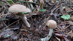 Agaricus hondensis
