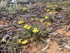 Goodenia willisiana