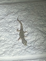 Hemidactylus parvimaculatus