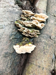 Trametes