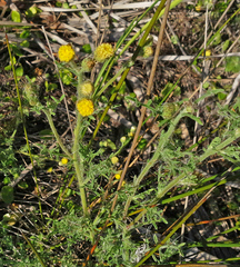 Nidorella pinnatifida