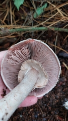 Agaricus hondensis