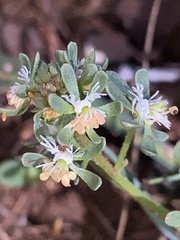 Reseda phyteuma