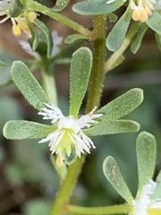Reseda phyteuma