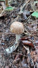 Agaricus hondensis