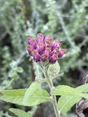 Pluchea odorata odorata