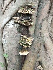 Trametes