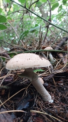 Agaricus hondensis