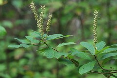 Clethra alnifolia