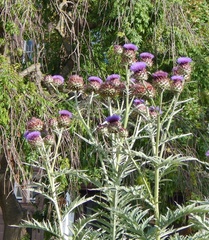 Cynara cardunculus