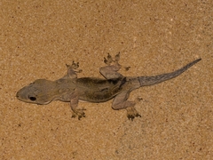 Hemidactylus flaviviridis
