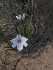 Aristea spiralis