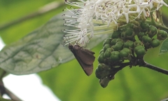 Ancistroides nigrita