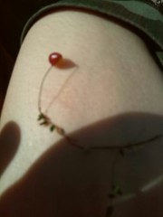 Vaccinium microcarpum