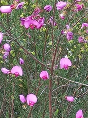 Gompholobium scabrum