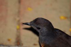 Copsychus malabaricus