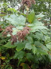 Filipendula camtschatica