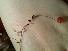 Vaccinium microcarpum