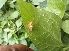 Oxyopes shweta