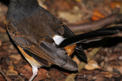Copsychus malabaricus