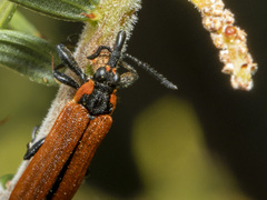 Rhinotia haemoptera