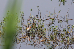 Hydrophasianus chirurgus