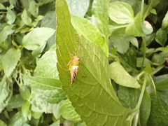 Oxyopes shweta