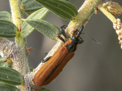 Rhinotia haemoptera