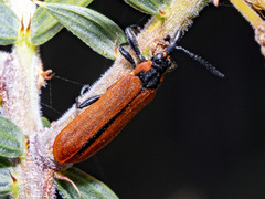 Rhinotia haemoptera