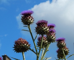 Cynara cardunculus