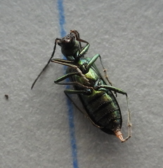 Chrysanthia viridissima