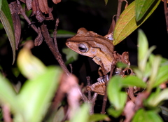 Polypedates otilophus
