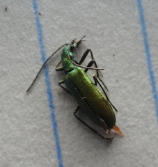 Chrysanthia viridissima