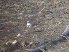 Motacilla capensis capensis