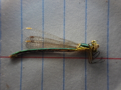 Lestes virens vestalis
