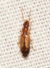 Paradromius linearis