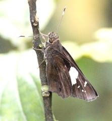 Notocrypta curvifascia