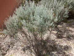 Olearia axillaris