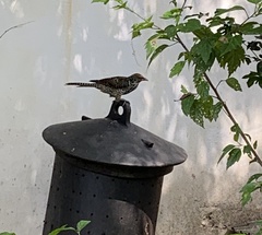 Eudynamys scolopaceus