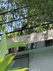 Eudynamys scolopaceus