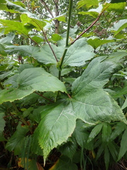 Filipendula camtschatica