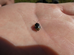 Tritomegas bicolor