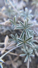 Lupinus lepidus