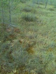 Pseudochorthippus montanus